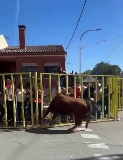 Tensión en Portillo. Un toro desata el pánico y deja a un hombre con una herida de 21 centímetros