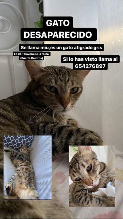 ¿Lo has visto? Llamamiento en Talavera para encontrar a este gato