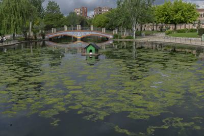 TALAVERA | Las llamativas imágenes del lago de la Alameda