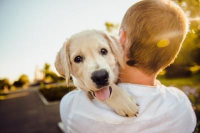 Talavera, primer municipio de CLM ‘amigo de los animales’