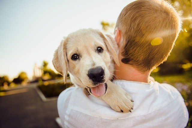 Un San Valentín con tu mascota: estos son los beneficios