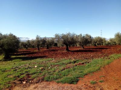 Castilla-La Mancha destina 232.7 millones a agricultores y ganaderos ecológicos