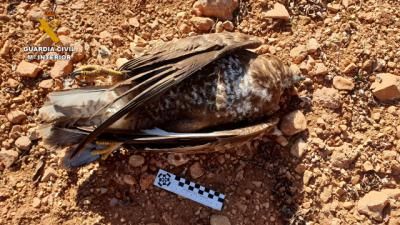 Investigado por envenenar a animales domésticos y un ejemplar de águila ratonera