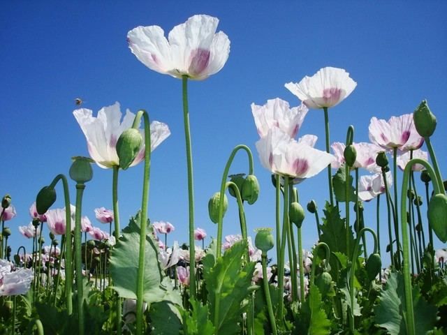 Guardia Civil mantiene en secreto las plantaciones de amapola blanca en Toledo para evitar la extracción ilegal de opio