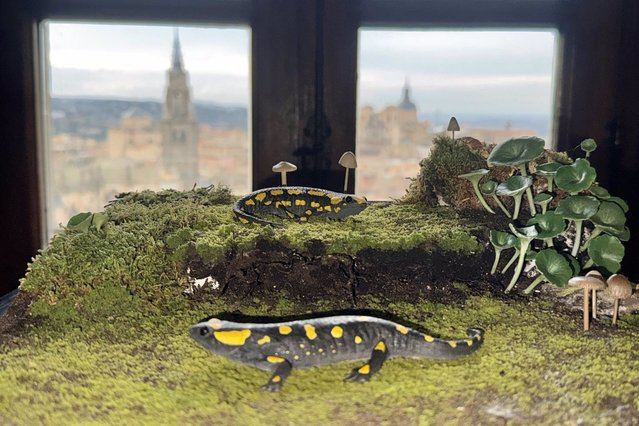 No te pierdas la exposición 'Anfibios' en la Biblioteca de Castilla-La Mancha