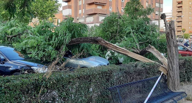 Árbol caído /Imagen de recurso 