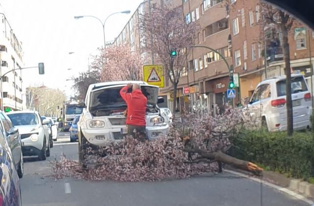 Un árbol cae sobre un coche en marcha en Talavera