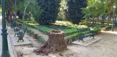 TALAVERA | Retiran el árbol caído en los Jardines del Prado