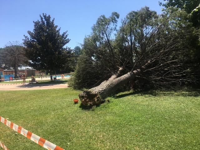 Cae otro árbol en una piscina municipal de Talavera