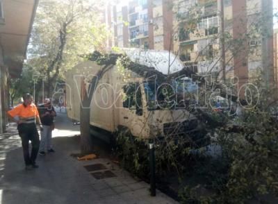 Cae un árbol sobre una furgoneta cuando circulaba por la callle Segurilla de Talavera