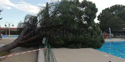 Un &#225;rbol se desploma sobre una piscina p&#250;blica en Talavera