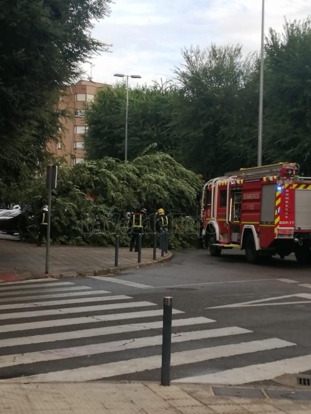 TALAVERA | Se desploma un árbol de grandes dimensiones por la tormenta