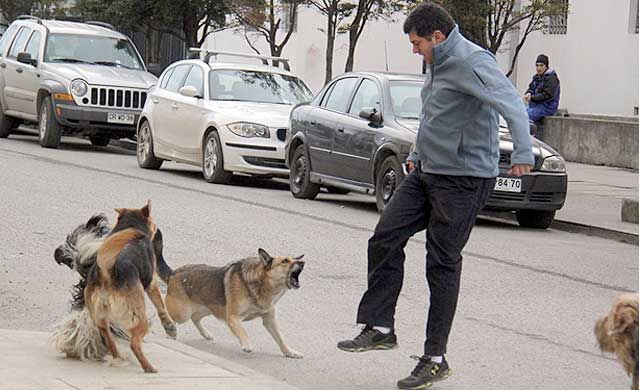 Dos personas atacadas por perros en Guadalajara y Talavera La Nueva