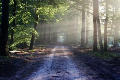 Los beneficios de pasear por la naturaleza