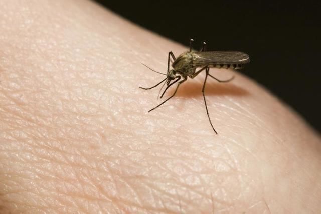 Mucho cuidado, este verano habrá más bichos que nunca