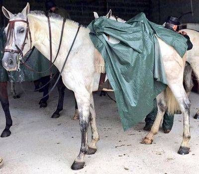 Accidente de tráfico en Cazalegas provocado por un caballo robado