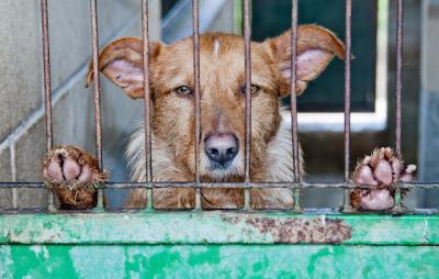 Horror en un pueblo de CLM: Deja morir a su perro de hambre y sed