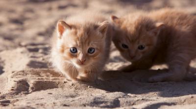 AMIBICHOS colabora con el Ayuntamiento para controlar las colonias de gatos