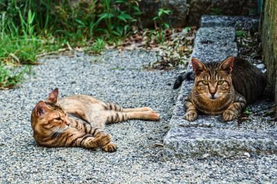 Talavera esterilizará a los gatos callejeros