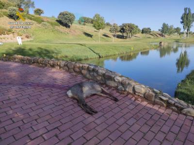 Sorprendido un cazador abatiendo un corzo en el campo de golf, que después reclamó la pieza