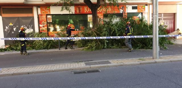 ÚLTIMA HORA | Cae un árbol en una calle de Talavera