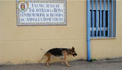 TALAVERA | Diputación aportará 8.000 euros al Centro de Recogida de Animales