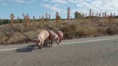 Vuelca un camión en un pueblo de Toledo y los cerdos que iban dentro "escapan"