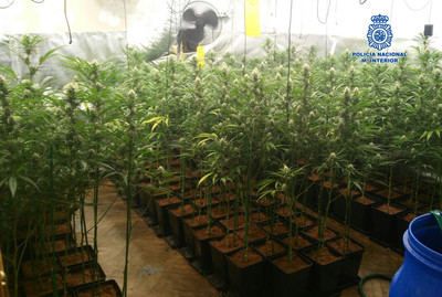 Desmantelado en Bargas un laboratorio clandestino donde se cultivaba y vendía marihuana