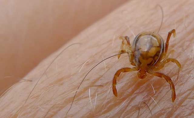 Sanidad aconseja precaución ante picaduras de garrapatas