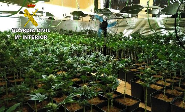 Dos detenidos por el cultivo de 1.865 plantas de marihuana en El Casar