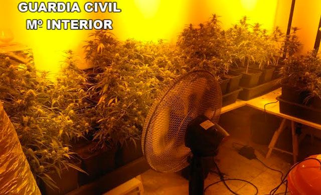 Cultivaba 1.318 plantas de marihuana en una vivienda unifamiliar