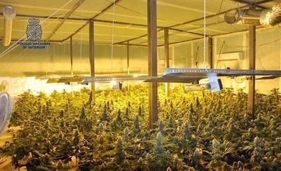 Desmantelada una plantación de marihuana con 442 plantas