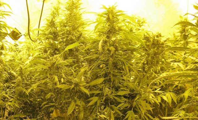 Dos detenidos por cultivar 547 plantas de marihuana en una vivienda unifamiliar