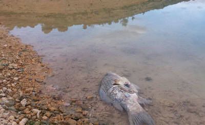 Alerta por la cabecera del Tajo que se queda sin agua que trasvasar