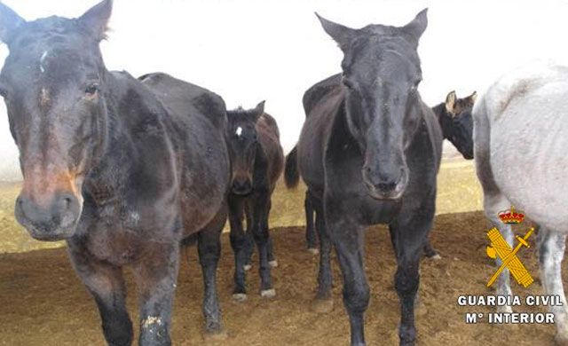 Investigan al responsable de una explotación equina por maltrato animal