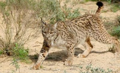 Muere un lince ibérico en una trampa ilegal en San Pablo de los Montes