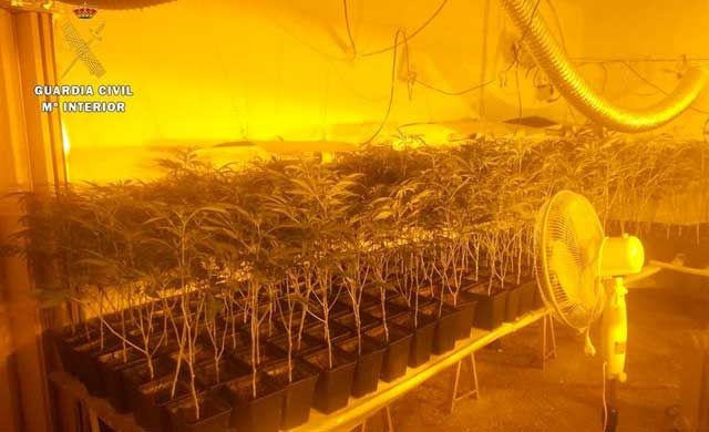 Detienen a madre e hija por cultivar 1.085 plantas de marihuana