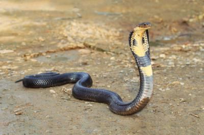 REPTILES | Tres de las cobras incautadas a un particular en Toledo irán a Terra Natura