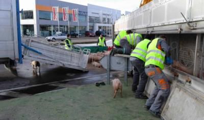 Unos 200 cochinillos muertos al volcar un camión en el Polígono de Cazalegas