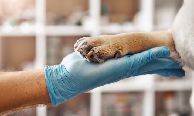 Una pata de un perro apoyada sobre la mano de un veterinario.