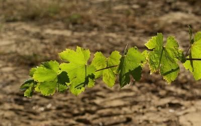 Convocatoria de ayudas para los agricultores para subvencionar la instalación de mallas conejeras