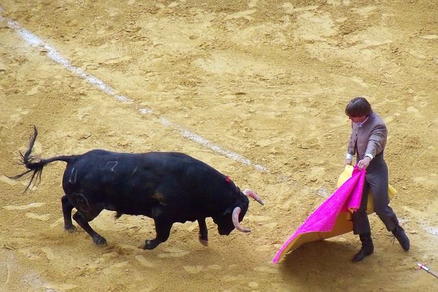 COVID-19 | PACMA: 'Celebrar festejos taurinos a puerta cerrada y sin público es ilegal'