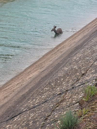 Un número elevado de animales mueren cada semana en el Tajo-Segura