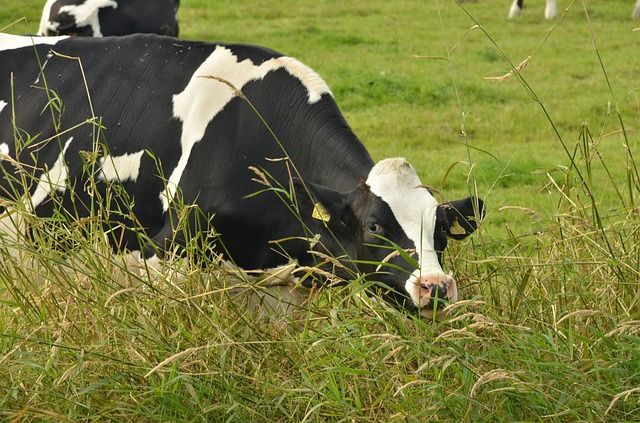 UPA CLM exige respeto y protección para el sector lácteo