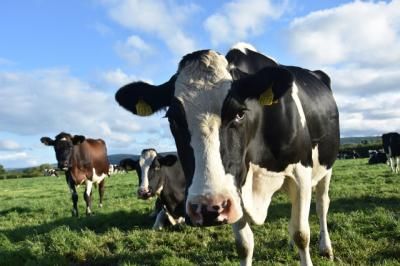 Los ganaderos de CLM: "Los animales se mueren de hambre"