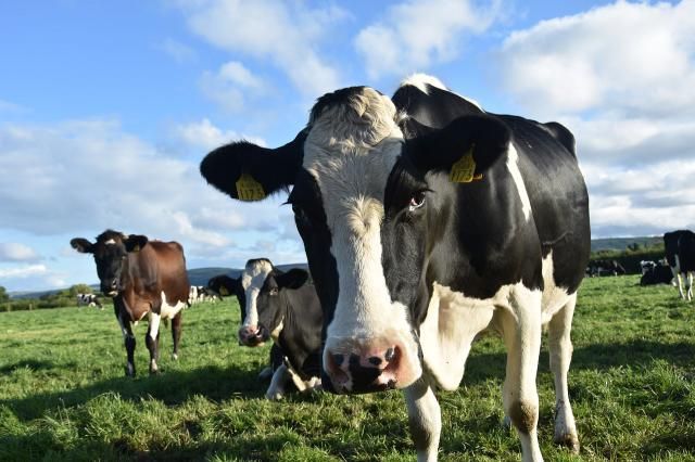 Los ganaderos de CLM: 'Los animales se mueren de hambre'