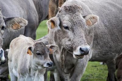 CLM realiza un abono millonario para el sector agrario y medio rural