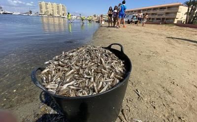 Los peces muertos inundan las orillas del Mar Menor (vídeo)