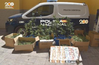 Desmantelan un gran cultivo de cannabis: seis detenidos de un conocido clan