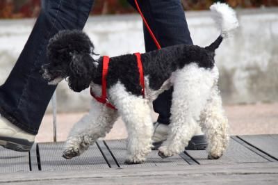 TALAVERA | Recuerdan las normas que tienen que cumplir los due&#241;os de los perros 